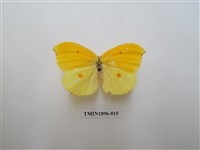 藏品(圓翅鉤粉蝶)的圖片